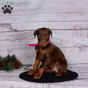 Jade, Doberman Pinscher Puppy